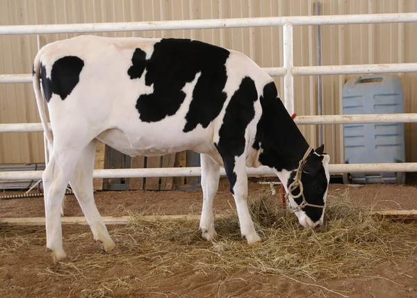 Krowa czarno n biały — Zdjęcie stockowe