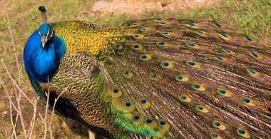 Portrait of a peacock clipart