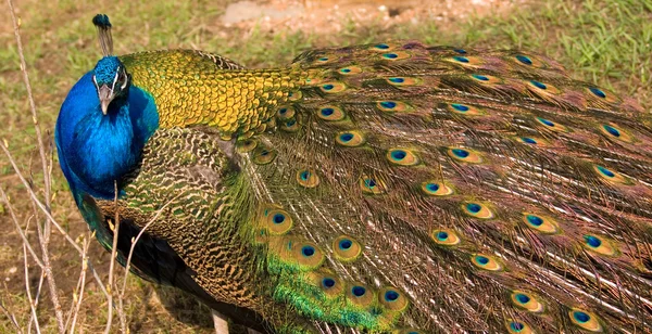 Portrait of a peacock — Stock Photo, Image