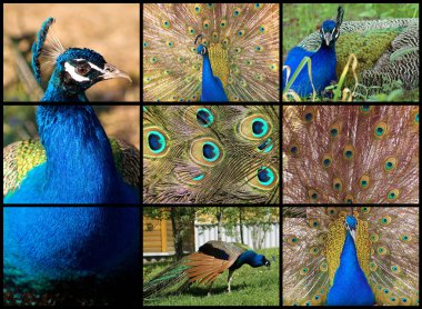 Peacock. Collage clipart