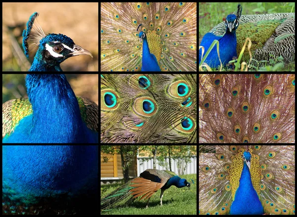 Peacock. Collage — Stock Photo, Image
