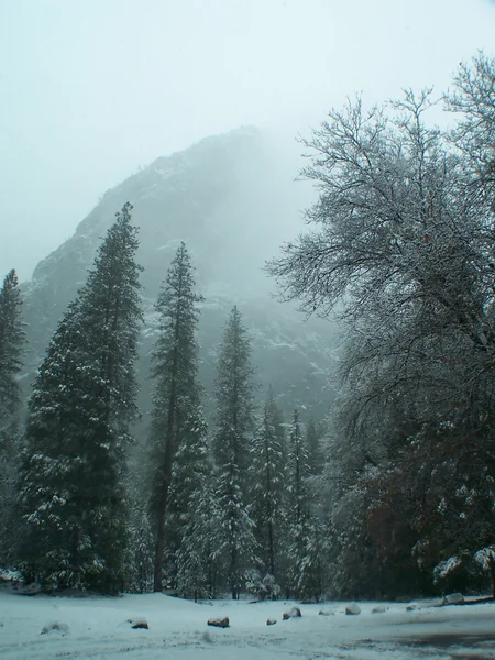 Parque de Yosemite em névoa . Fotos De Bancos De Imagens