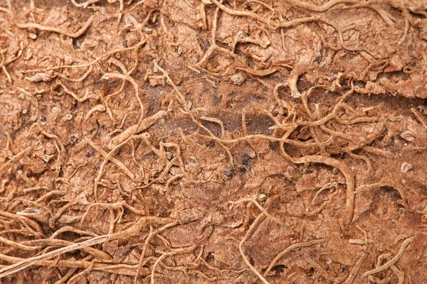 Macro shot de textura de coco — Fotografia de Stock