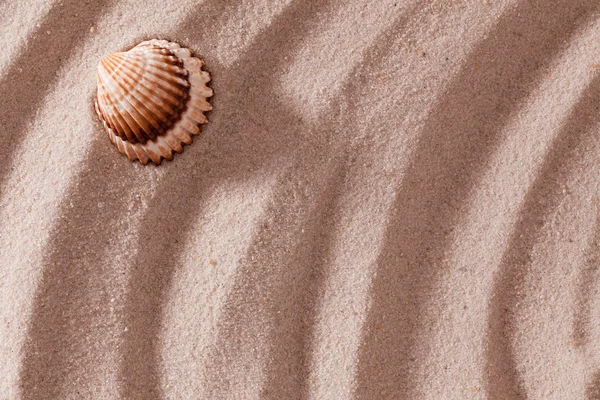 Coquille couchée sur sable — Photo