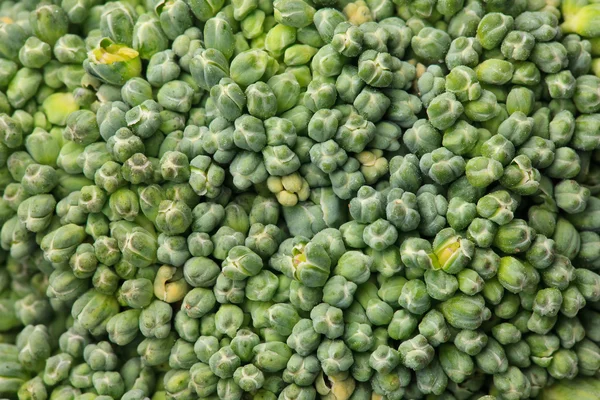 Macro shot of broccoli — Stock Photo, Image
