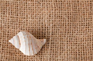 Shell laing on jute clipart