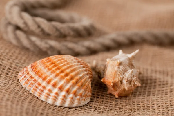 Shell laing on jute — Stock Photo, Image