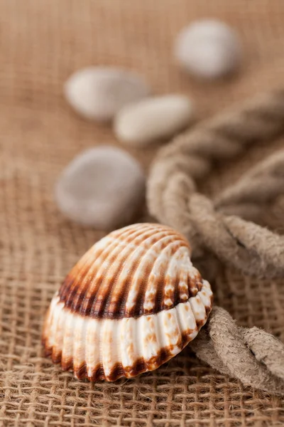 Shell laing on jute — Stock Photo, Image