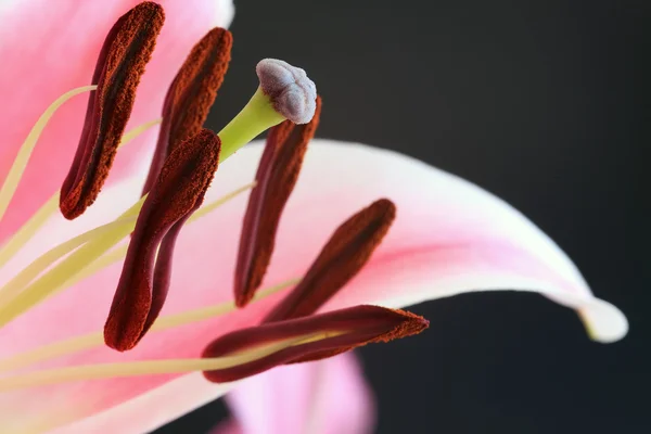 Pink lily — Stock Photo, Image