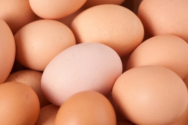 Close up van eieren — Stockfoto