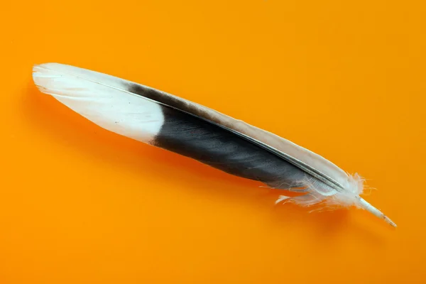 オレンジ色の背景上の羽 — ストック写真