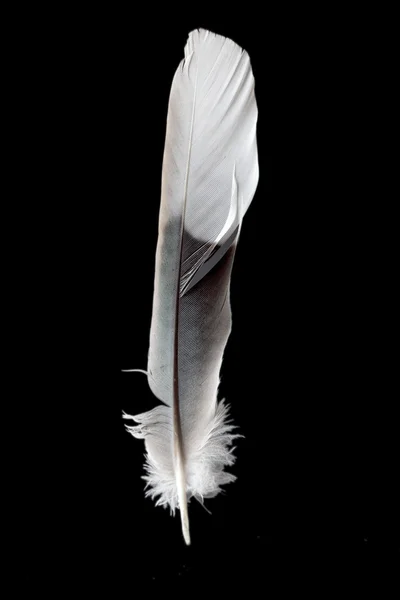 黑色背景上的羽毛 — 图库照片