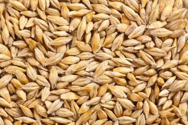 Barley grain clipart
