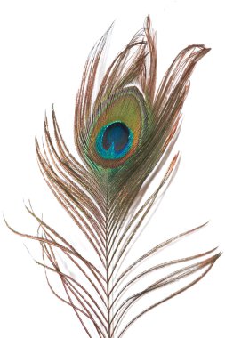 Peacock feather clipart