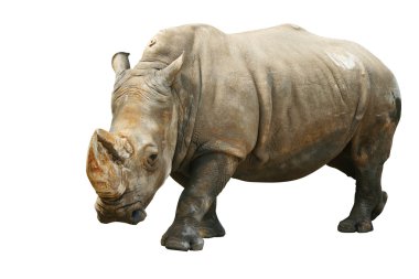 Rhinoceros clipart