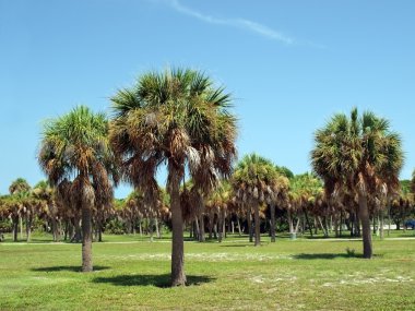 Palm trees in a florida park 2 clipart