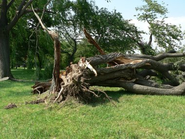 Storm damage - tree down 4 clipart