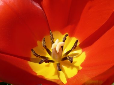 Tulip flower macro 2 clipart