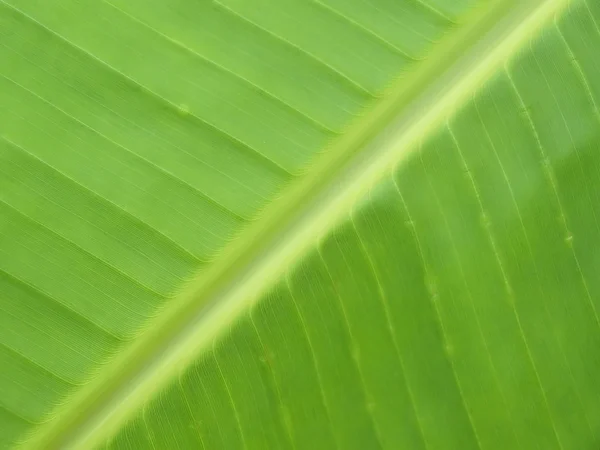 Banana leaf macro — Fotografie, imagine de stoc