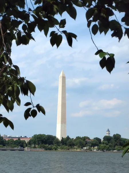 Monumento di Washington oltre l'albero — Foto Stock