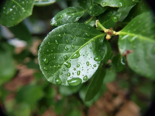 Wet leaf macro 5 — Stock Photo, Image