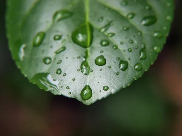 Wet leaf macro 4 — Stock Photo, Image