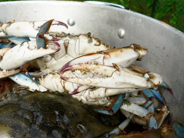 Blå krabbor matlagning i en pott 3 — Stockfoto