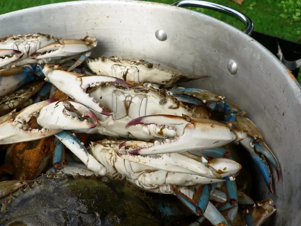 Blue crabs in pot — Stok fotoğraf