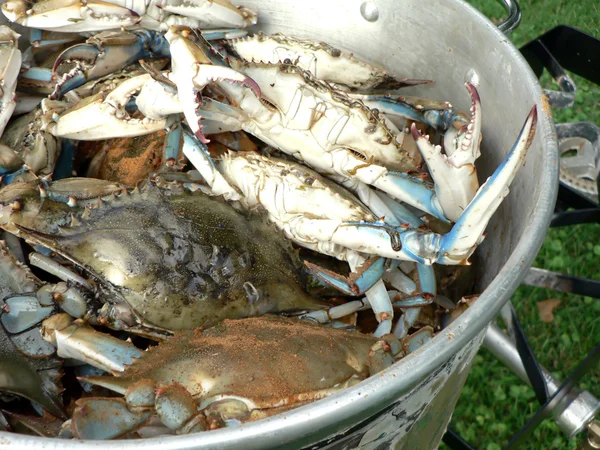 Blå krabbor matlagning i en kruka 2 — Stockfoto
