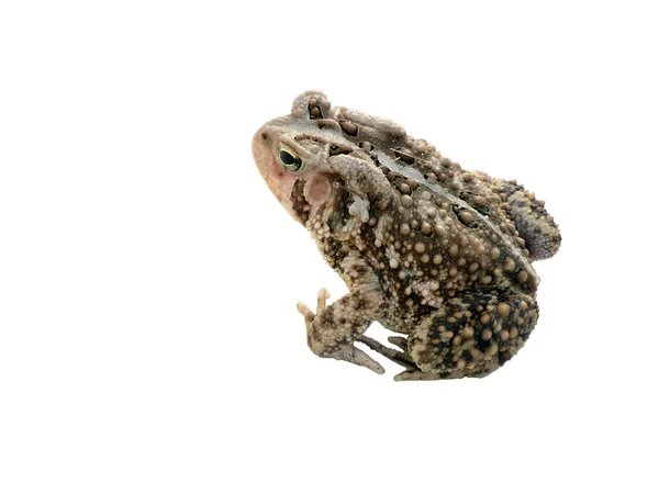 Toad — Stockfoto