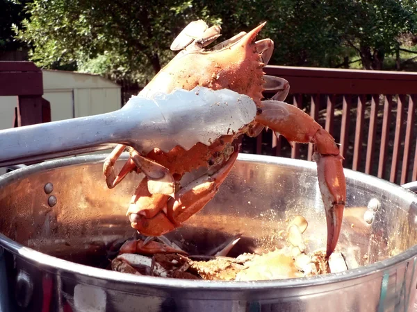 Krabba - kokta blå krabbor i potten 08 2 — Stockfoto