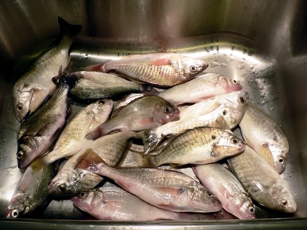 Peixe na pia da cozinha — Fotografia de Stock