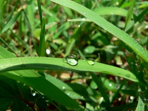 Gotas de agua en la hoja de hierba — Foto de Stock