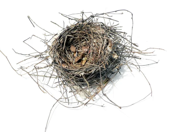 Пташине гніздо — стокове фото