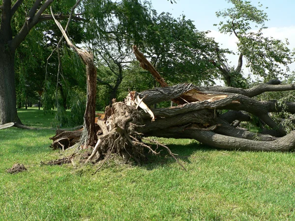 Пошкодження шторму - дерево вниз 4 — стокове фото