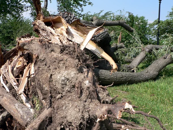 Stormschade - boom naar beneden 2 — Stockfoto