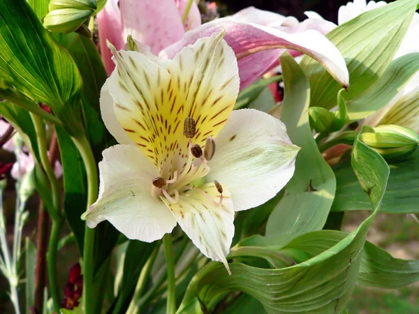 Blumenstrauß 5 — Stockfoto