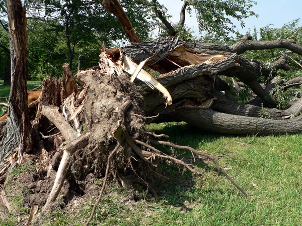 stock image Storm damage - tree down 3