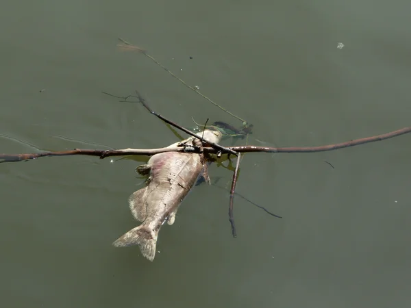 Забруднення води мертва риба — стокове фото