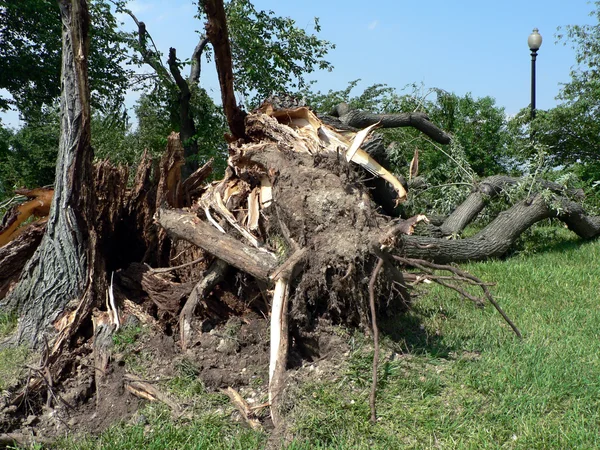 stock image Storm damage - tree down