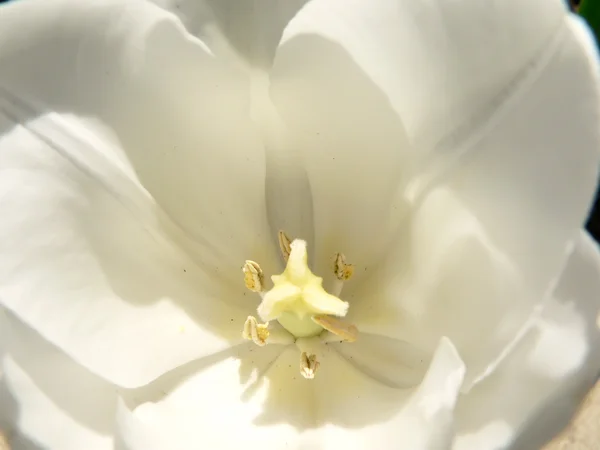 stock image Tulip flower macro