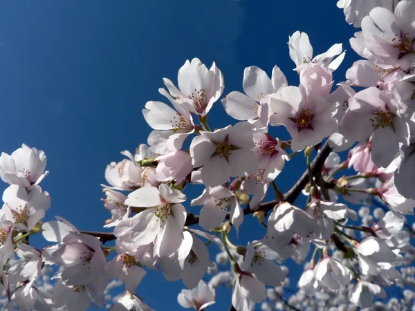 Kirschblüten waschen., dc — Stockfoto