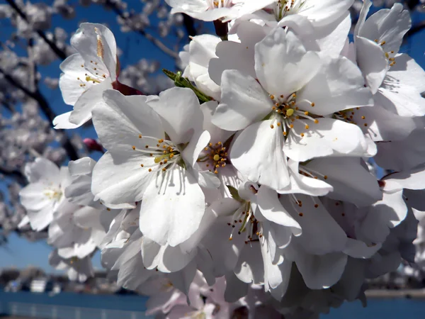 Flores de cerejeira de Wash., DC — Fotografia de Stock