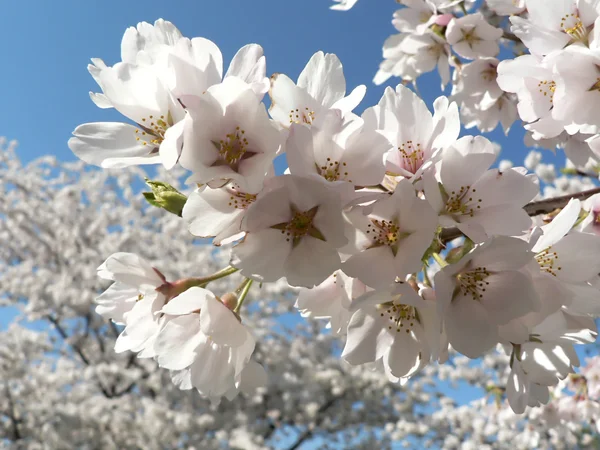 Flores de cerejeira de Wash., DC — Fotografia de Stock