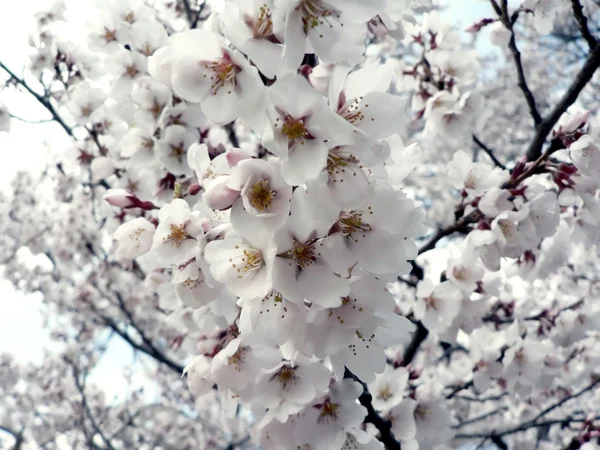 Körsbär blommar i Washington, dc — Stockfoto