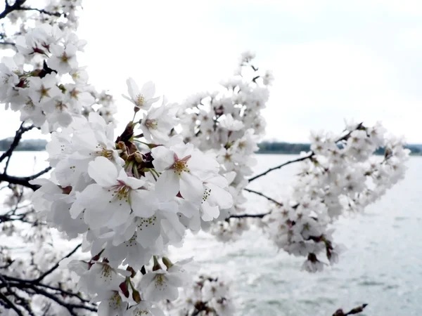 樱花的华盛顿州，直流 — 图库照片