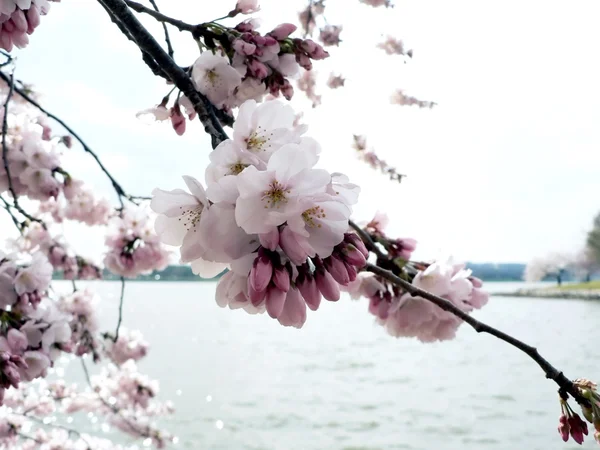 Wiśniowe kwiaty w stanie Waszyngton, dc — Zdjęcie stockowe