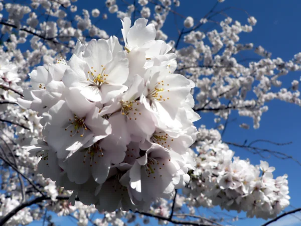 ワシントン州の桜 dc — ストック写真