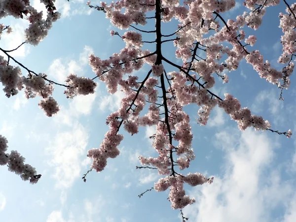 Fleurs de cerisier de Wash., DC — Photo