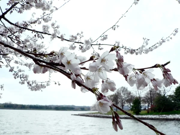 Flores de cerezo de Wash., DC — Foto de Stock